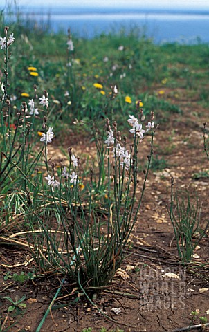 ASPHODELUS_FISTULOSUS__WHITE_FLOWERS_WHOLE_PLANT