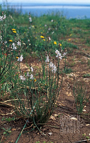 ASPHODELUS_FISTULOSUS__WHITE_FLOWERS_WHOLE_PLANT