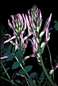 ASTRAGALUS MONSPESSULANUS ,  PINK, FLOWERS