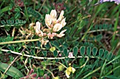 ASTRAGALUS AUSTRALIS ,  WHITE, FLOWERS