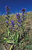 ECHIUM VULGARE,  VIPERS BUGLOSS,  IN HABITAT