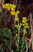 GALIUM VERUM, (LADYS BEDSTRAW)