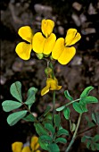 MEDICAGO ARBOREATREE MEDICK MOON TREFOIL