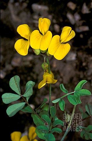 MEDICAGO_ARBOREATREE_MEDICK_MOON_TREFOIL