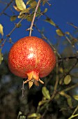 POMEGRANATE,  PUNICA GRANATUM