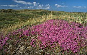 THYMUS DRUCEI,  THYME,  GROWING IN THE WILD