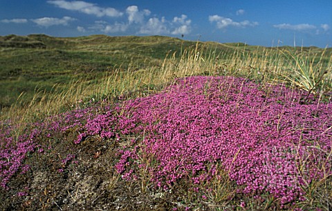 _THYMUS_DRUCEI__THYME__GROWING_IN_THE_WILD