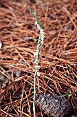 SPIRANTHES SPIRALIS