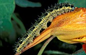 CABBAGE WHITE CATERPILLAR ON NASTURTIUM