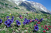 GENIANA ACAULIS,  TRUMPET GENTIAN,  TAKEN IN ITALY