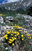 HELIANTHEMUM CANUM,  HOARY ROCK ROSE,  TAKEN IN ITALY