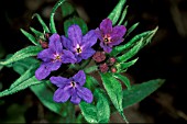 BUGLOSSOIDES PURPUREOCARULEUM,  PURPLE GROMWELL