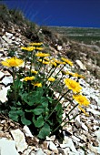 ARNICA MONTANA,  YELLOW, FLOWERS,  WHOLE, PLANT