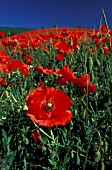 PAPAVER RHOEAS POPPY FIELDSCOMMON POPPY CORN POPPYFLANDERS POPPY