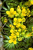 DRABA AIZOIDES,  YELLOW WHITLOW GRASS