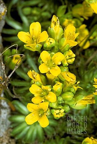 _DRABA_AIZOIDES__YELLOW_WHITLOW_GRASS