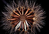 SEED SEEHEAD TRAGOPOGON PRATENSIS GOATSBEARD CLOSE UP