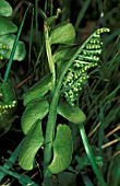 BOTRYCHIUM LUNARIA CLOSE UP.