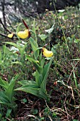 CYPRIPEDIUM CALCEOLUS