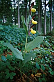 CYPRIPEDIUM CALCEOLUS