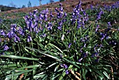 HYACINTHOIDES HISPANICUS,  SPANISH BLUEBELL