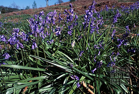 HYACINTHOIDES_HISPANICUS__SPANISH_BLUEBELL