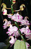 AERIDES ODORATUM