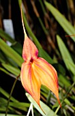 MASDEVALLIA VEITCHIANA