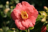 CAMELLIA INCENSE