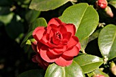 CAMELLIA JAPONICA IMBRICATA, (SYN. CAMELLIA JAPONICA IMBRICATA RUBRA)