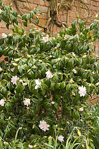 CAMELLIA_MAGNOLIIFLORA