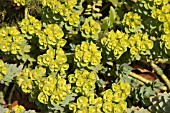 EUPHORBIA MYRSINITES,  MILKWEED,  SPURGE