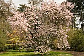 MAGNOLIA X LOBNERI LEONARD MESSEL