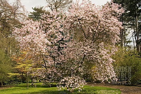 MAGNOLIA_X_LOBNERI_LEONARD_MESSEL