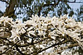 MAGNOLIA STELLATA