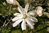 MAGNOLIA STELLATA WATER LILY