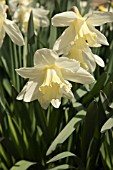 NARCISSUS TENEDOS DAFFODIL