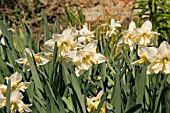 NARCISSUS CHANGING COLOURS DAFFODIL