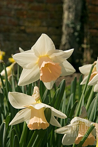 NARCISSUS_PASSIONALE_DAFFODIL