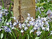 CHIONODOXA SURROUNDING BASE OF TREE