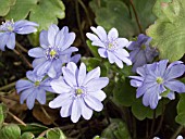 HEPATICA MEDIA HARVINGTON BEAUTY