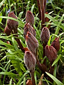 PAEONY LEAVES UNFURLING