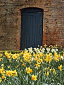 SPETCHLEY GARDEN SCENE WORCESTERSHIRE,  SHOWING MIXED NARCISSUS