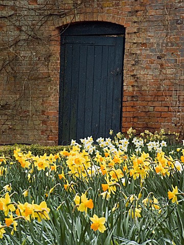 SPETCHLEY_GARDEN_SCENE_WORCESTERSHIRE__SHOWING_MIXED_NARCISSUS