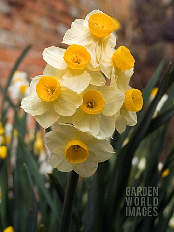 NARCISSUS_HENRY_IRVING_DAFFODIL