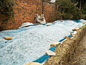 WINTER PROTECTION OF AGAPANTHUS BEDS AT SPETCHLEY GARDENS IN WORCESTERSHIRE