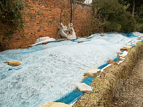 WINTER_PROTECTION_OF_AGAPANTHUS_BEDS_AT_SPETCHLEY_GARDENS_IN_WORCESTERSHIRE