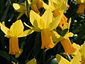 NARCISSUS JETFIRE DAFFODIL