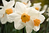 NARCISSUS BLARIS DAFFODIL