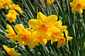 NARCISSUS BUNTING DAFFODIL